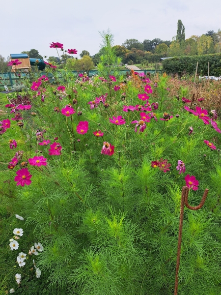 Sweet Briar Flower Farm